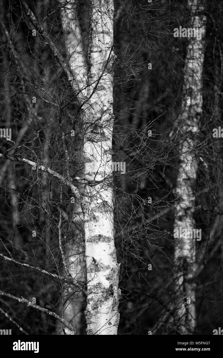 Belle image paysage intime à contraste élevé de Silver Birch Tree contre fond sombre Banque D'Images