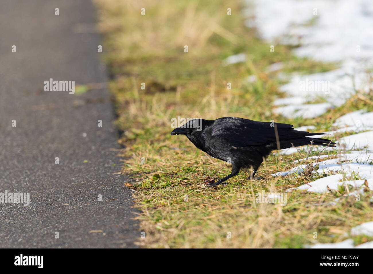 Natural corneille corbeau (Corvus corone) standing in meadow, street, la neige Banque D'Images