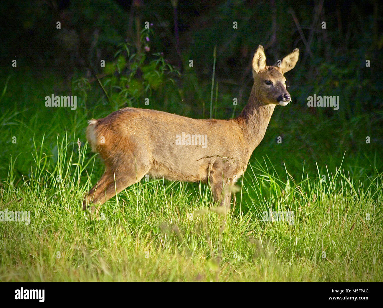 Les chevreuils (Capreolus capreolus), aussi connu comme l'ouest de chevreuil, chevreuil, ou simplement les chevreuils ou re, est une espèce eurasienne de chevreuils. Le mâle de l'espèce est parfois appelé roebuck. Le chevreuil est relativement petit, brun rougeâtre et gris-brun, et bien adaptées aux environnements froids. L'image est de la femelle ou doe. Banque D'Images