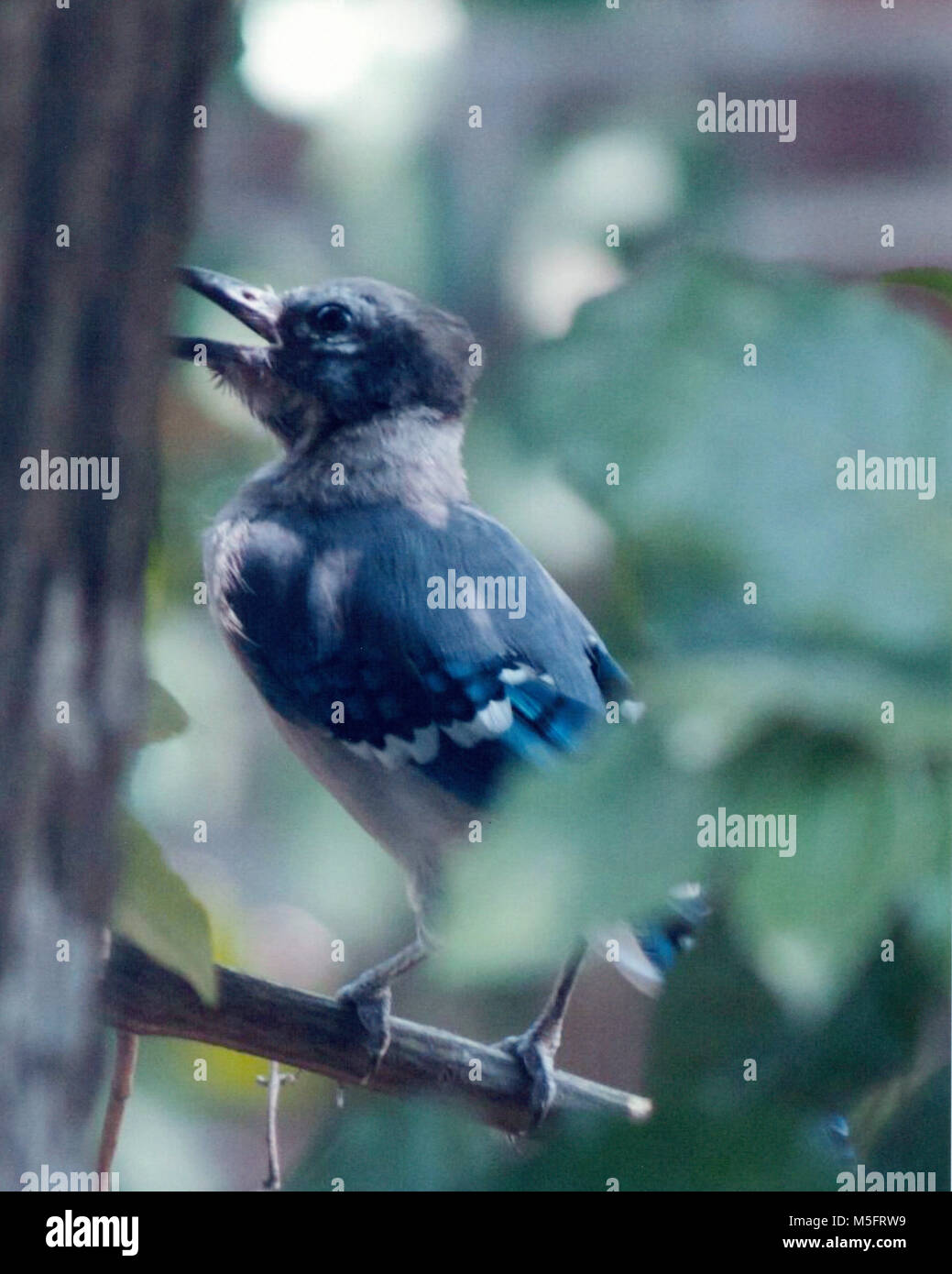 Bebe Geai Bleu Dans Un Arbre Banque D Image Et Photos Alamy Bebe Geai Bleu Dans Un Arbre Banque D Image Et Photos Alamy