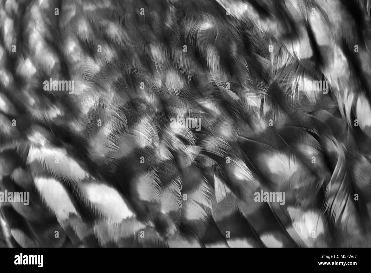 Owl feather, photo gros plan de plume d'oiseau présente un détail de la texture et le motif de plume d'oiseau à l'estomac d'un oiseau, abstract background pattern, bac Banque D'Images