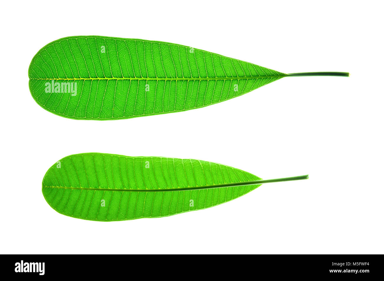 Isoler le frangipani plumeria ou une feuille, la photo en gros plan de l'établissement frangipani plumeria ou isoler des feuilles sur fond clair lumineux blanc motif de feuilles jusqu'à afficher Banque D'Images