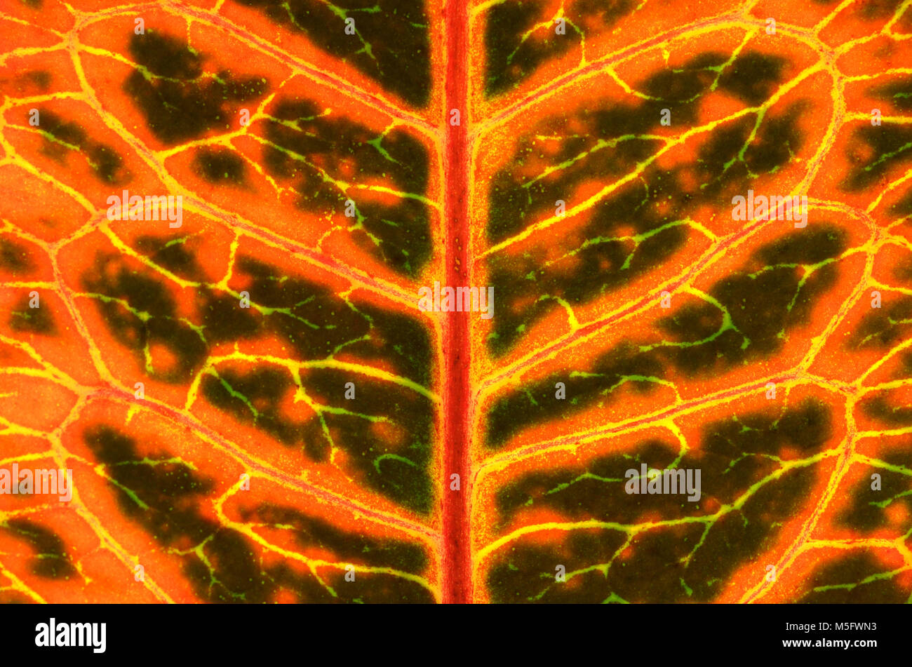 Croton automne et de feuille de texture, motif de feuilles d'automne abstrait et la texture, un portrait photo de corton leaf présente un détail de la texture et le motif Banque D'Images