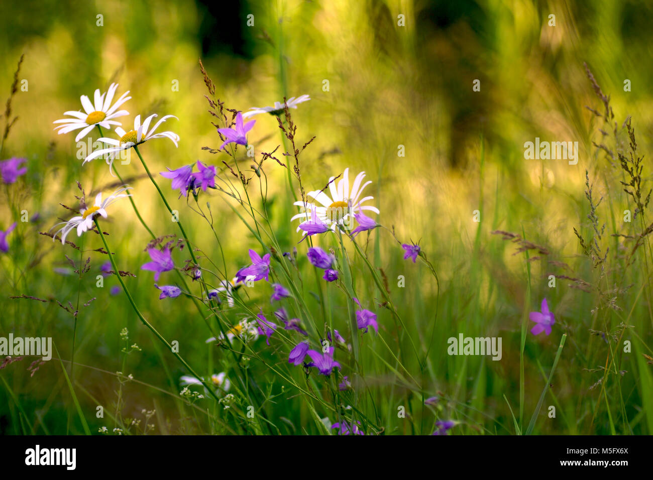 Fleurs et l'herbe éclairées par la lumière du soleil chaud de l'été sur un pré, abstract backgrounds naturel pour votre conception. Marguerites des prés et des cloches Banque D'Images