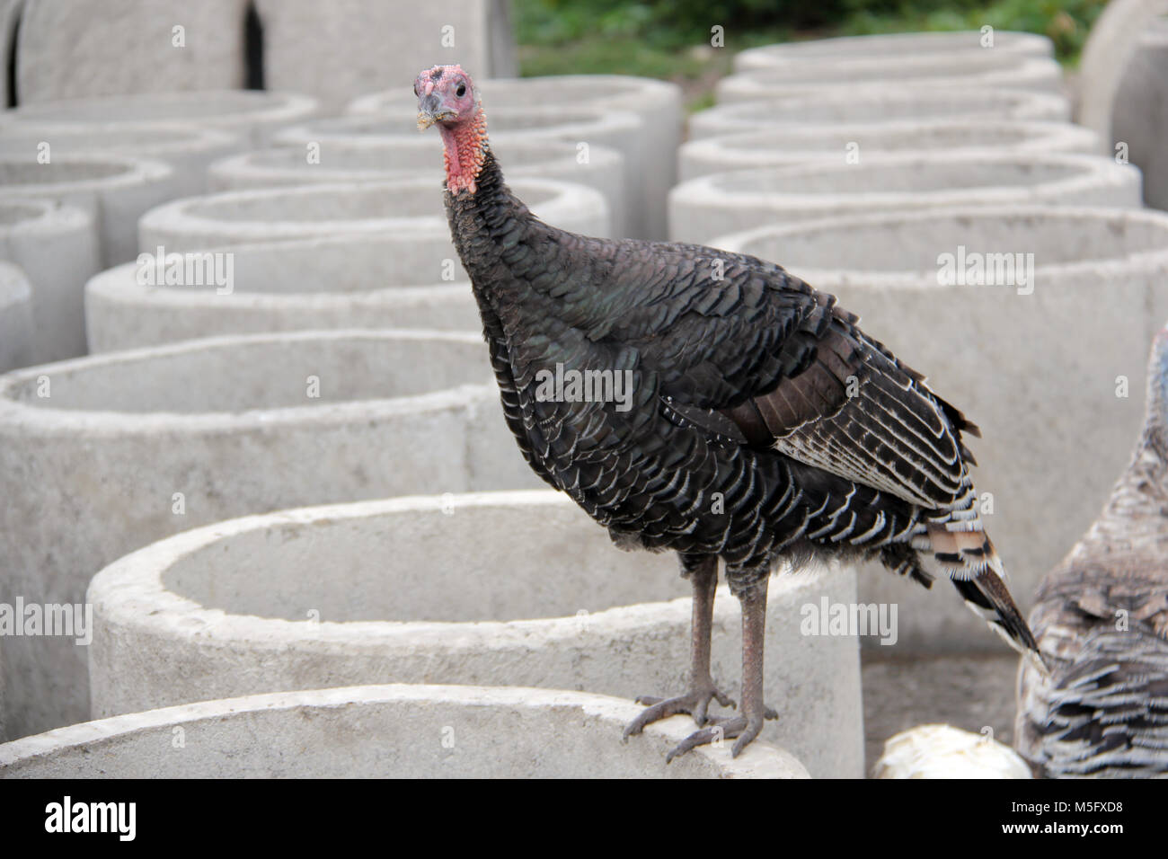 Turquie (Meleagris) Banque D'Images