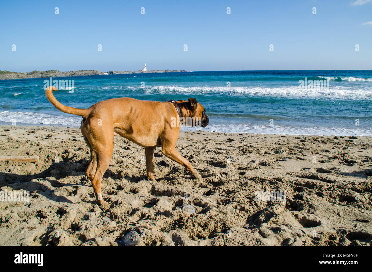Photographie d'un chien qui court le long d'une plage à Minorque Banque D'Images
