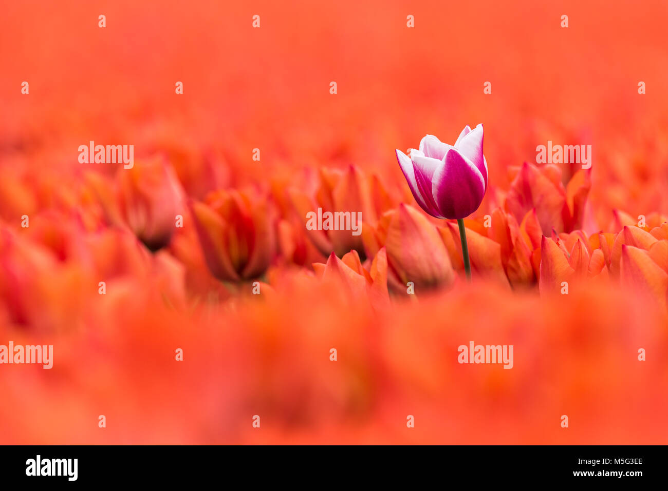 Un mauve avec white tulip est debout dans un champ de tulipes orange en pleine floraison. Le seul tulip est un peu plus élevé que celui de l'orange fleurs, wh Banque D'Images