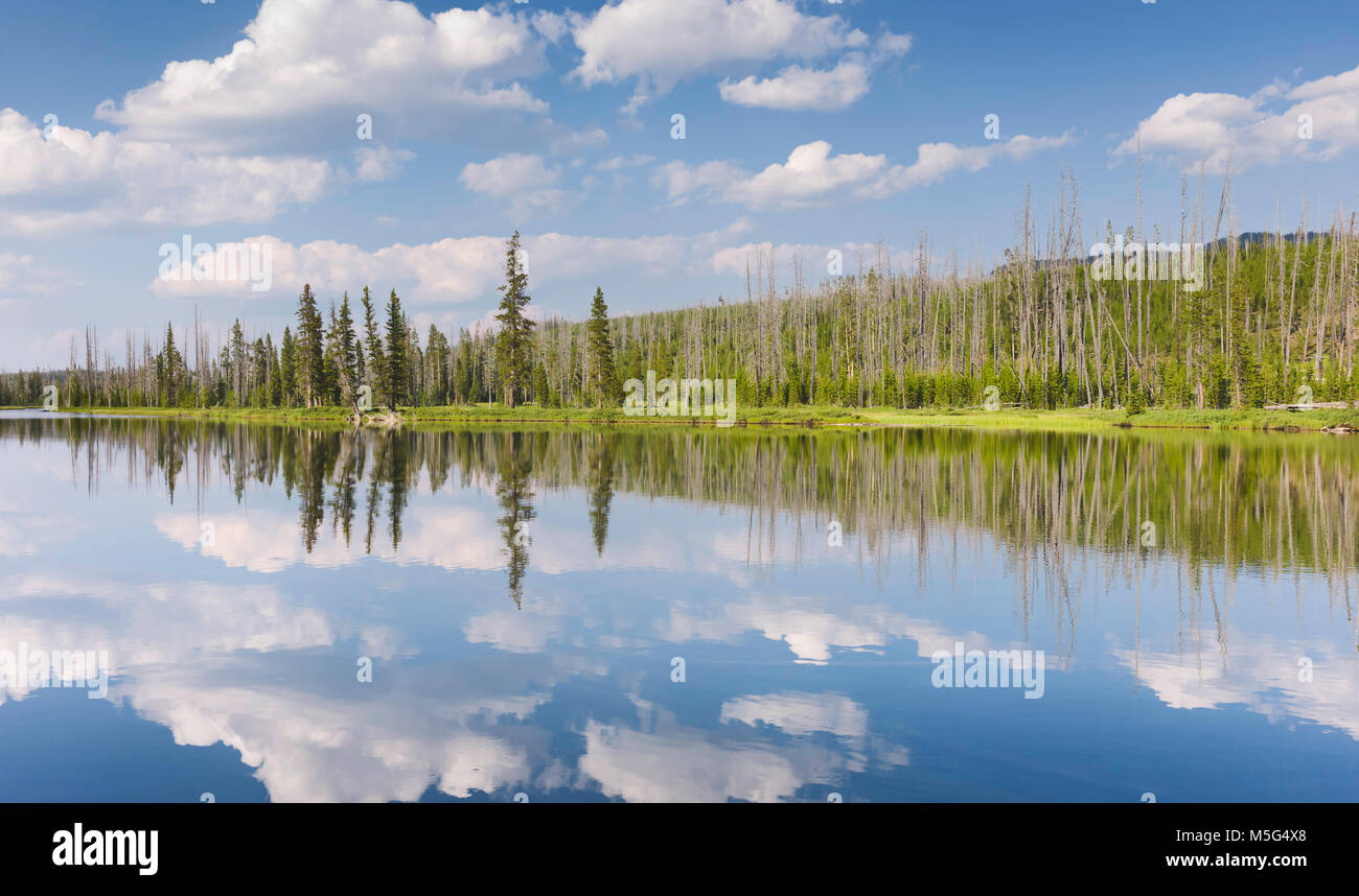 Yellowstone River entouré par des pins et des réflexions sous un ciel assombri, lumineux en été près de Mammoth, Wyoming, USA. Banque D'Images