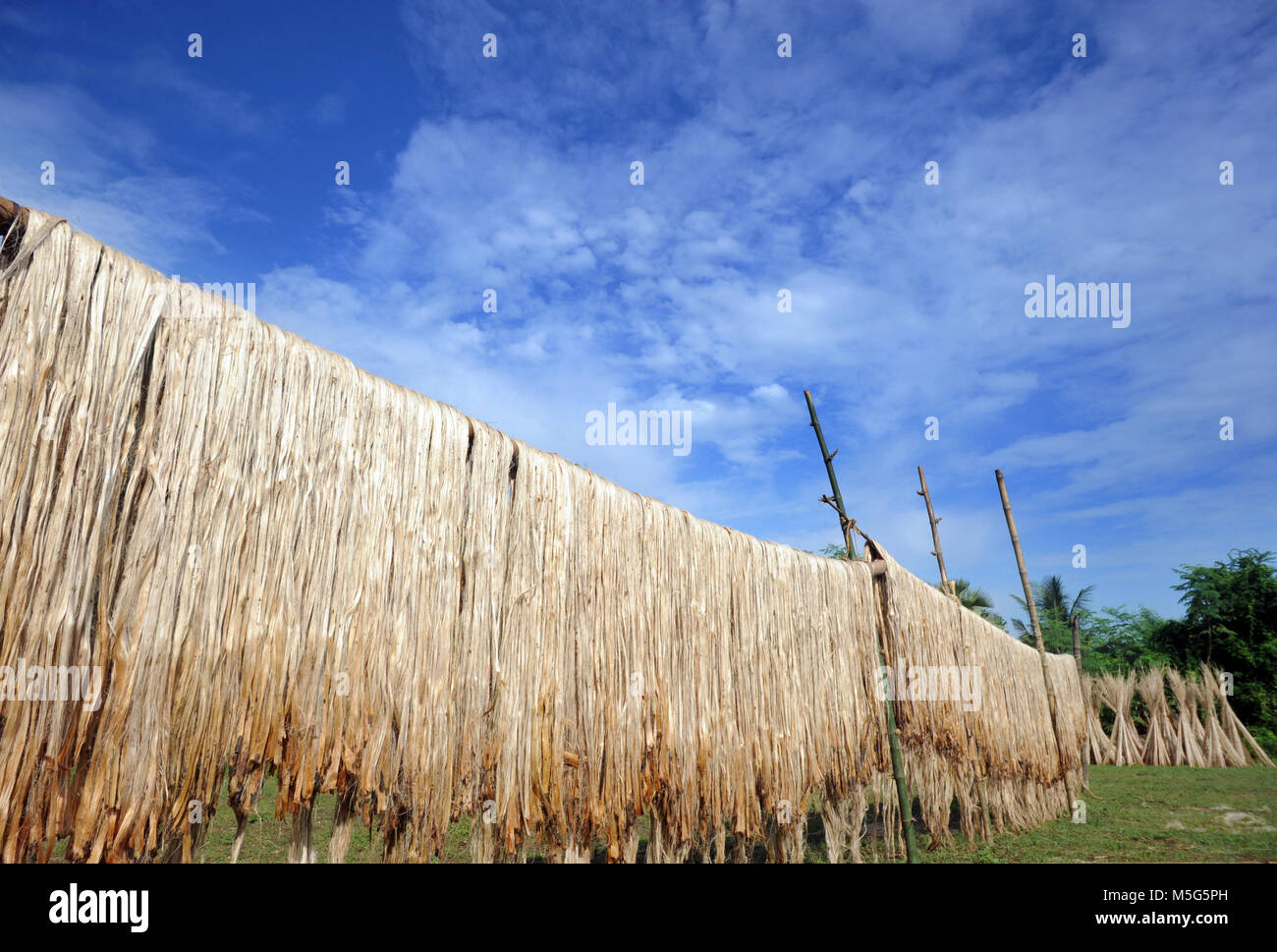 FARIDPUR, BANGLADESH - Octobre 02, 2013 : Jute fixées pour le séchage au soleil à Faridpur, Bangladesh. Le Bangladesh produit naturel de la plus haute qualité Banque D'Images