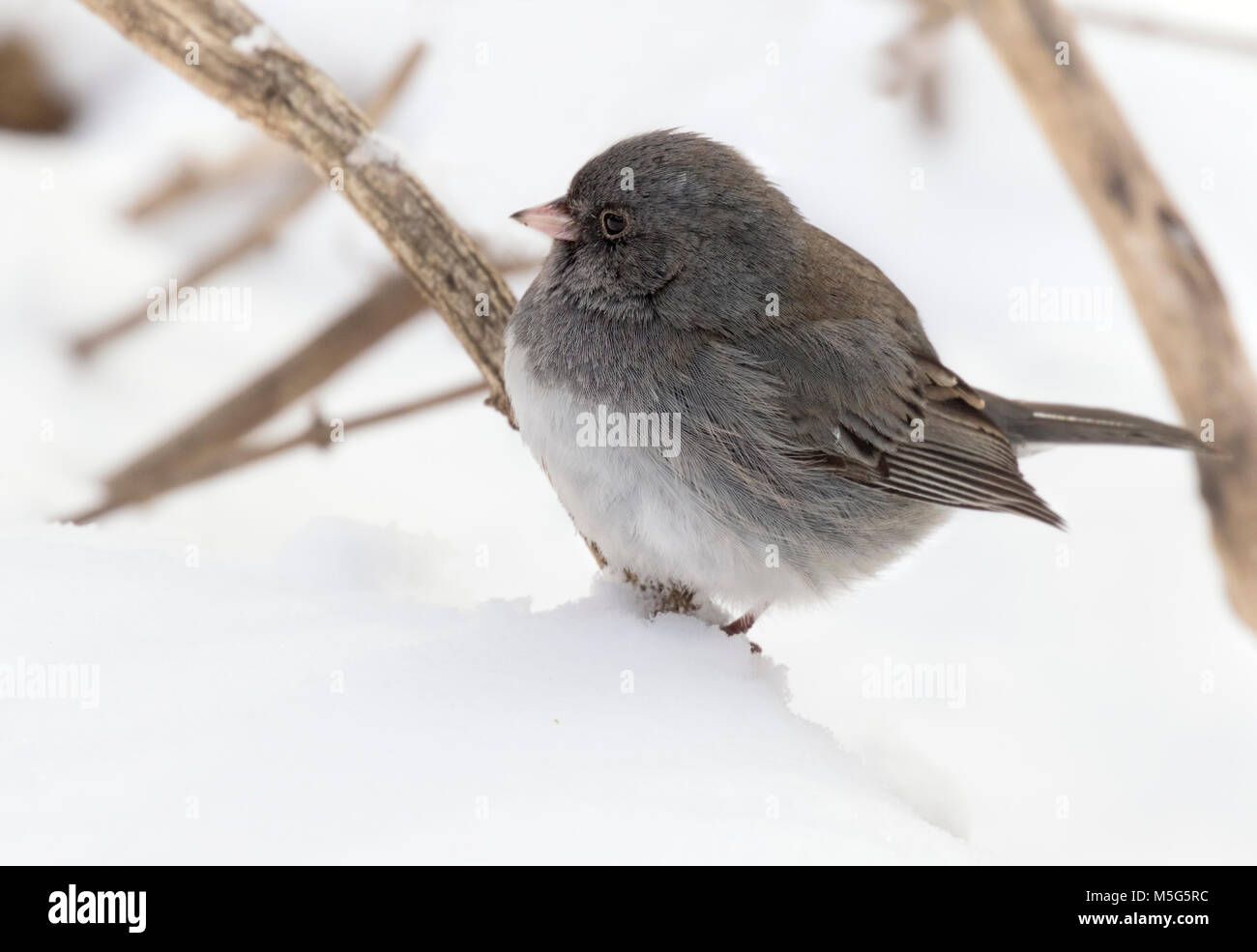 Le Junco ardoisé (Junco hyemalis) sur le blanc de la neige fond, l'Iowa, Jester Park, États-Unis Banque D'Images