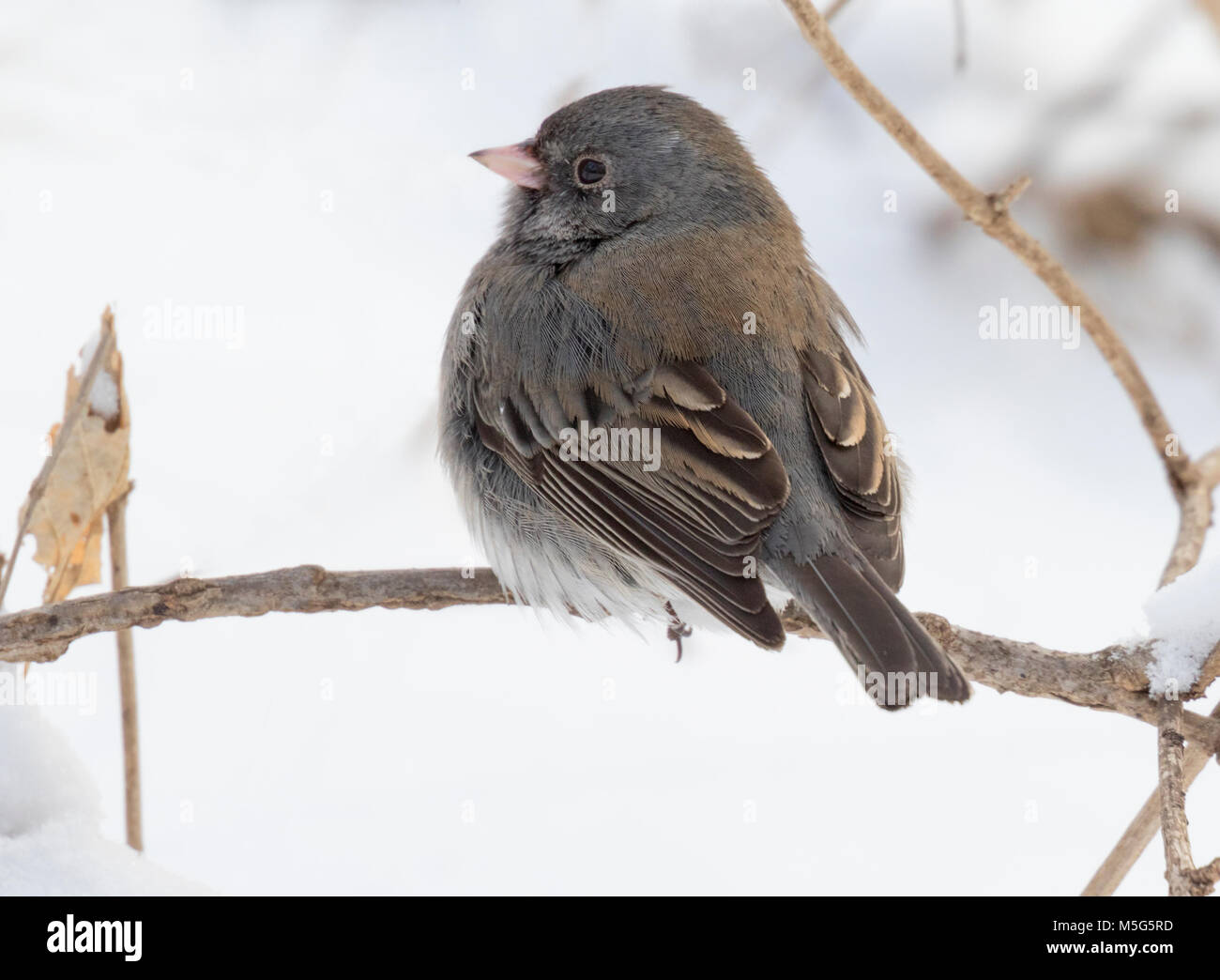 Le Junco ardoisé (Junco hyemalis) sur le blanc de la neige fond, l'Iowa, Jester Park, États-Unis Banque D'Images