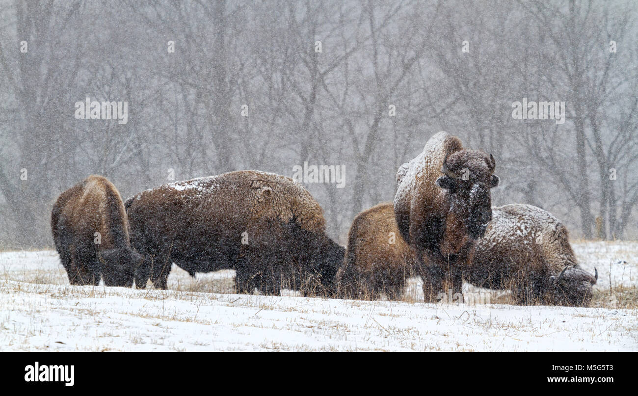 Troupeau de bisons américains pendant une tempête de neige survivant Banque D'Images