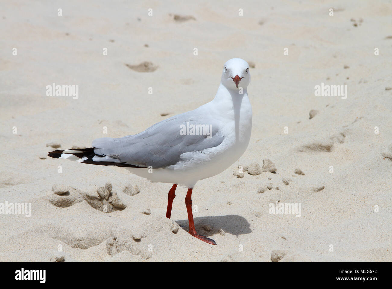 Goéland argenté sur la plage, Chroicocephalus novaehollandiae, Gold Coast, Australie Banque D'Images