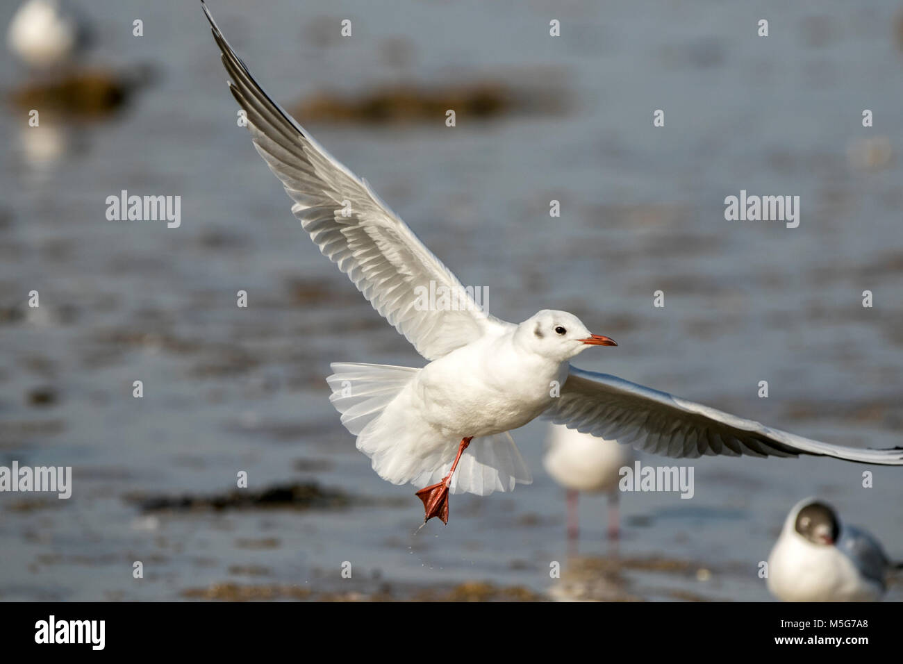 La Nature De La Faune Oiseaux Mouette Mouette Mouette à Tête
