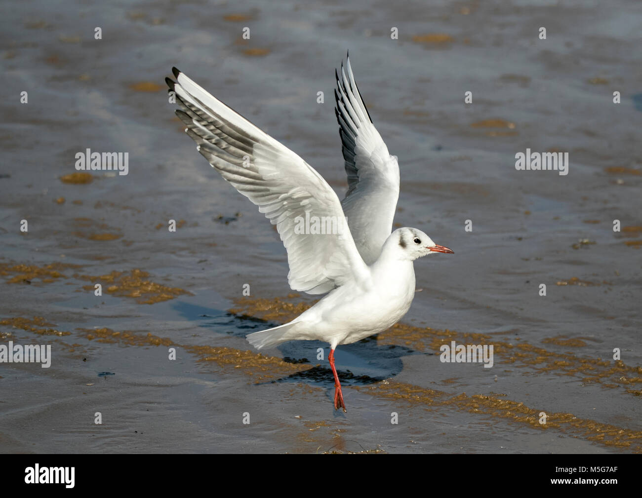 La Nature De La Faune Oiseaux Mouette Mouette Mouette à Tête