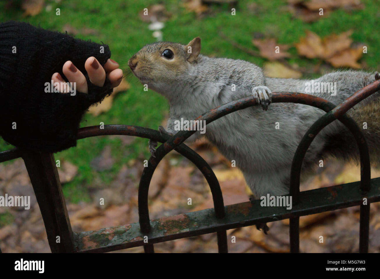 Squirrel à la nourriture et d'une part essayer de toucher Banque D'Images