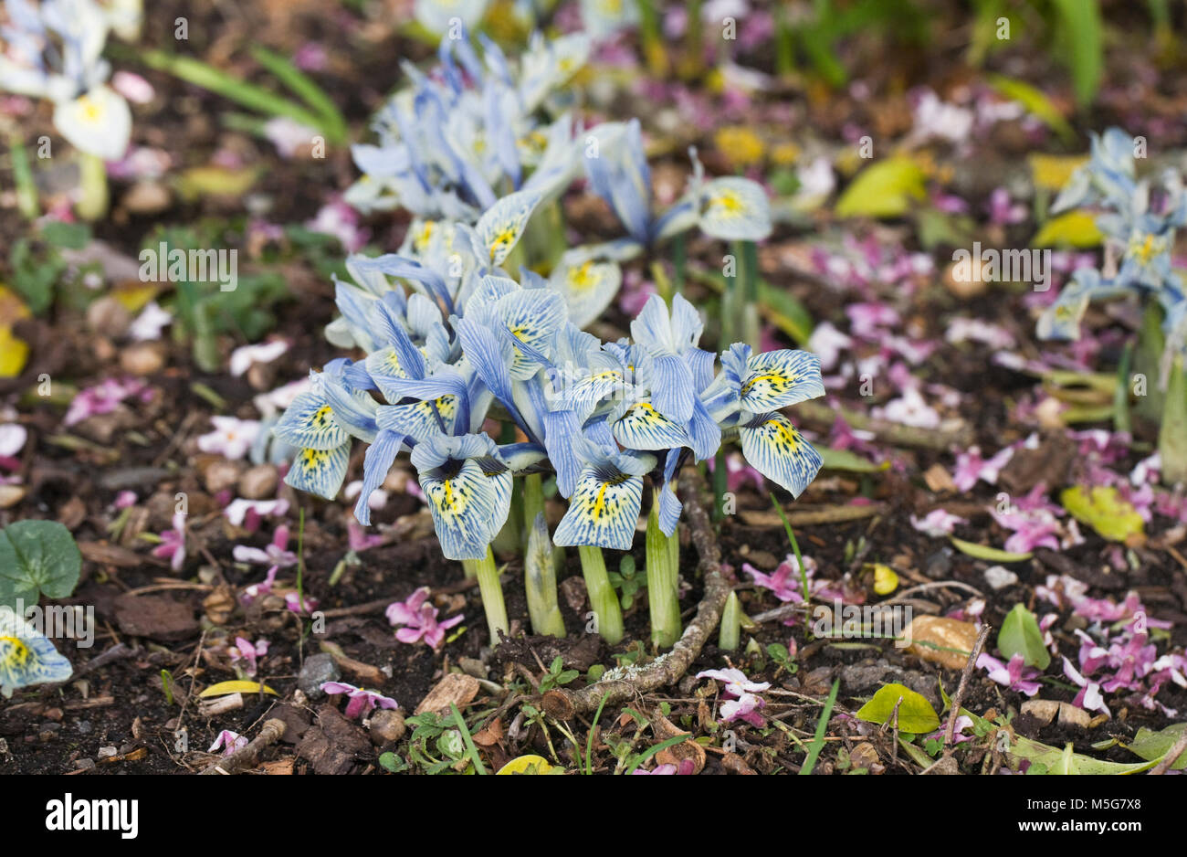 'Iris Katharine Hodgkin' fleurs. Banque D'Images
