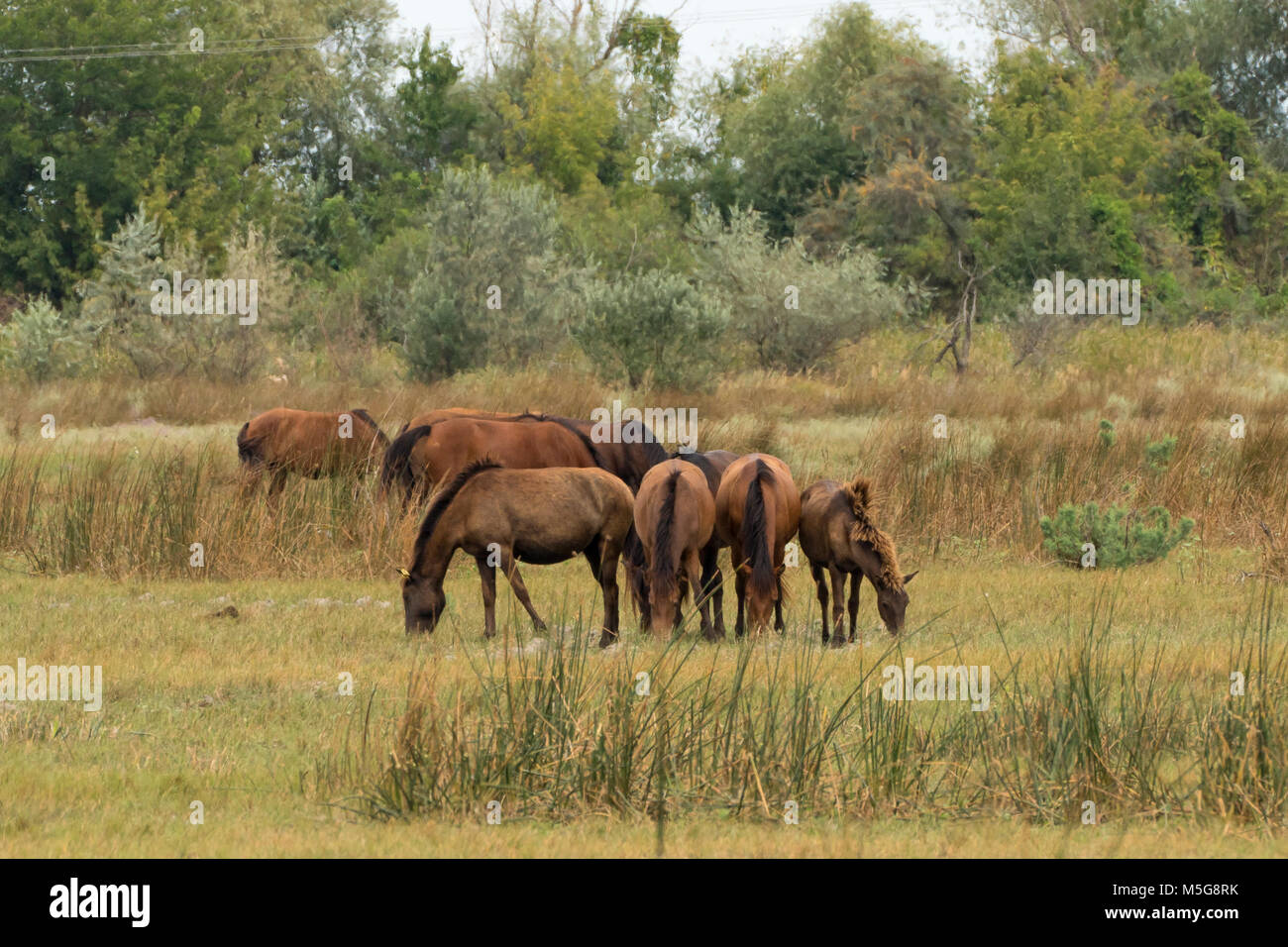 Letea Chevaux sauvages du Delta du Danube en Roumanie Banque D'Images