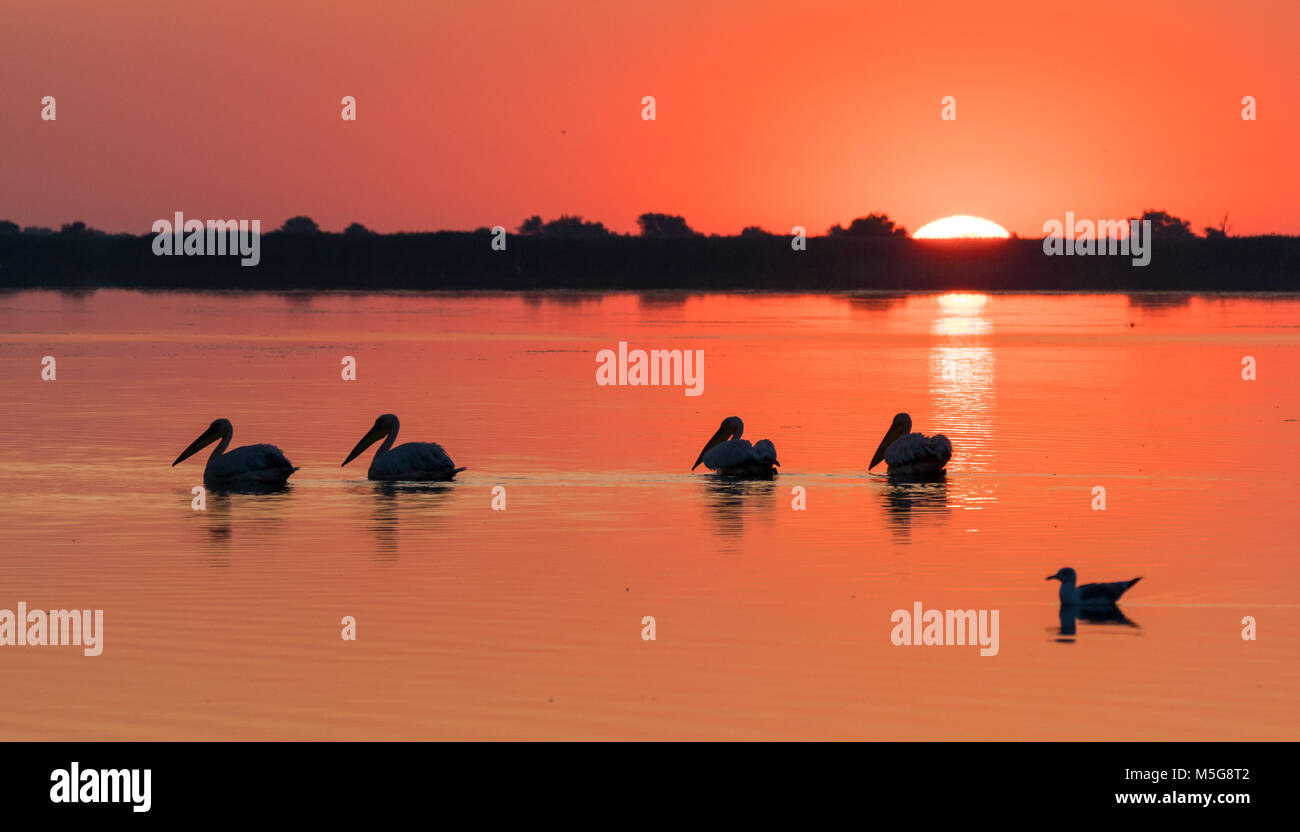 Le lever du soleil à Danube Delta (Delta du Danube) avec colonie Pelican Banque D'Images