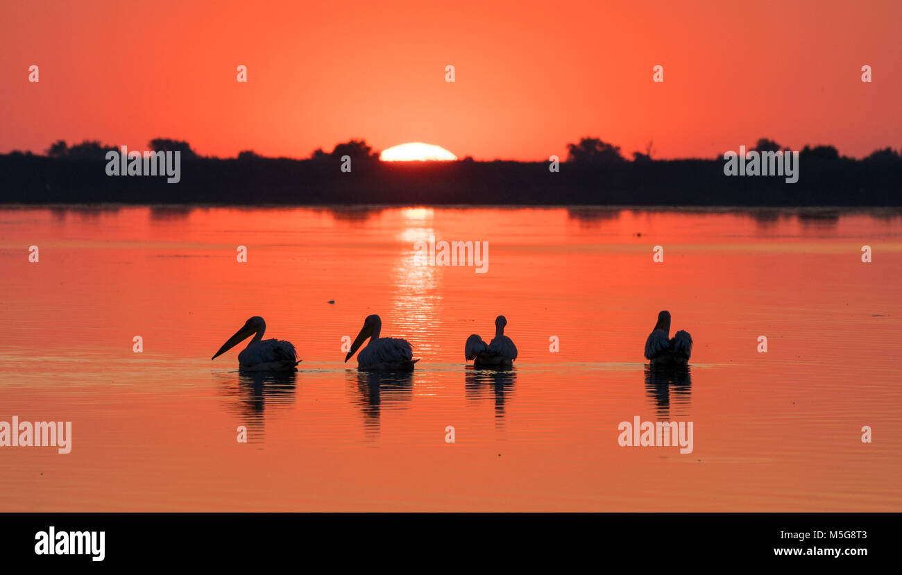 Le lever du soleil à Danube Delta (Delta du Danube) et Pélican colony Banque D'Images