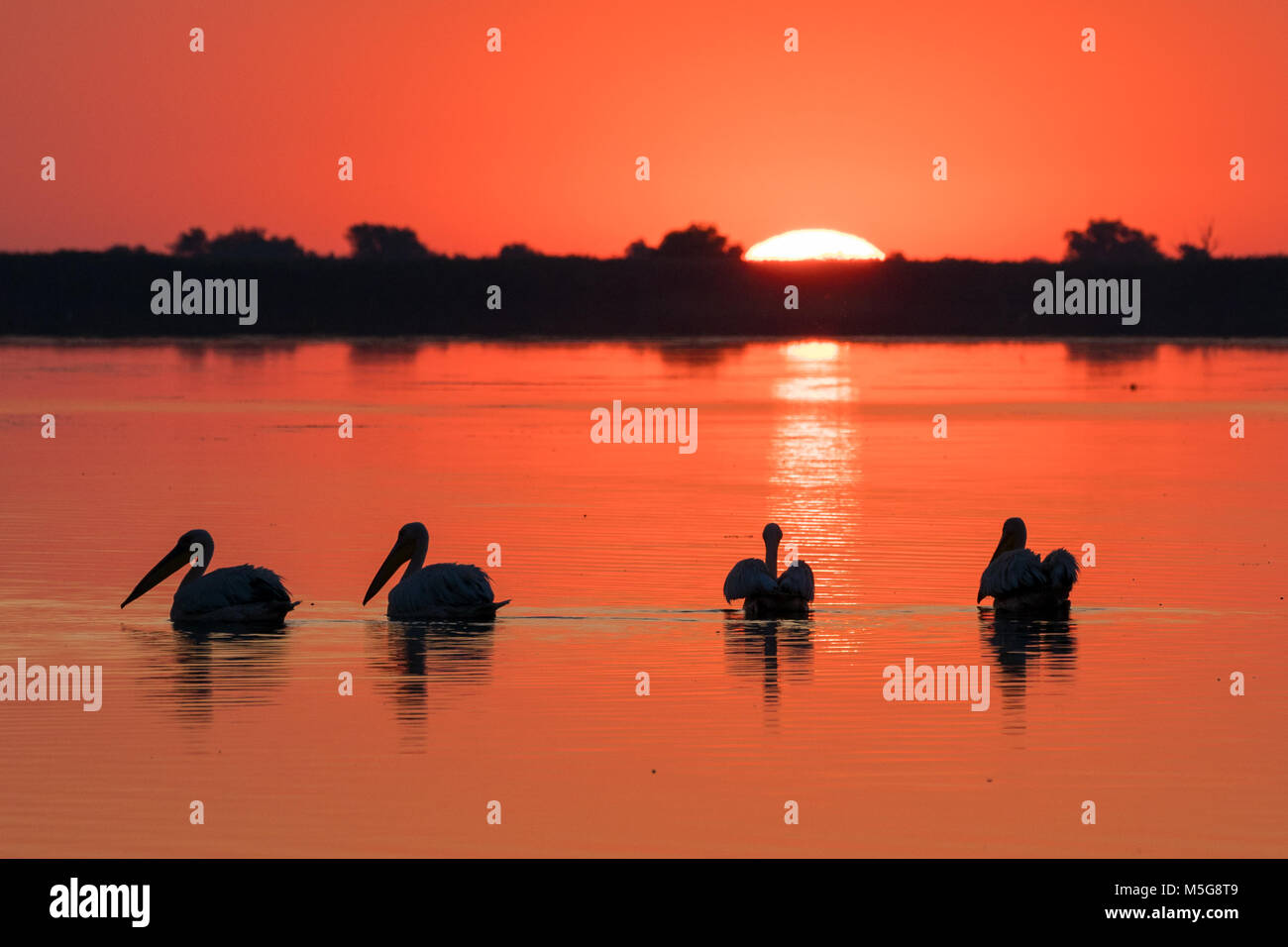 Le lever du soleil à Danube Delta (Delta du Danube) et Pélican colony Banque D'Images