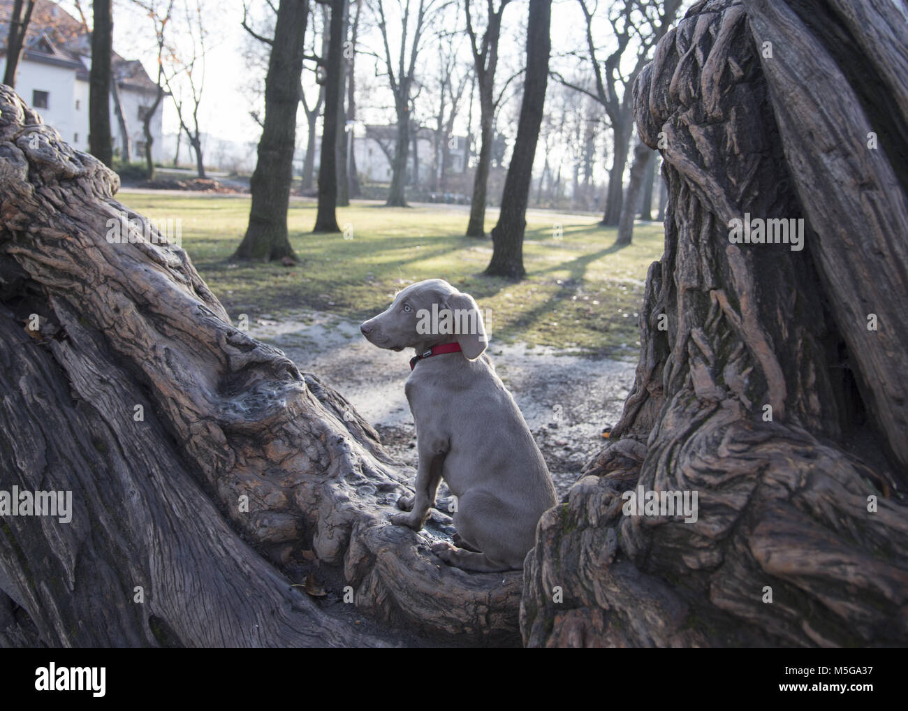Chiot Weimaraner Banque D'Images