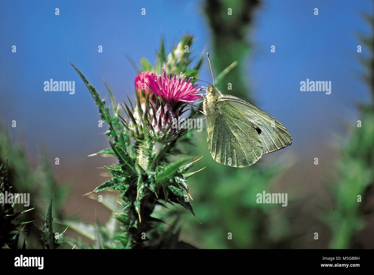 Papillon blanc sur chardon sauvage flower close-up Banque D'Images