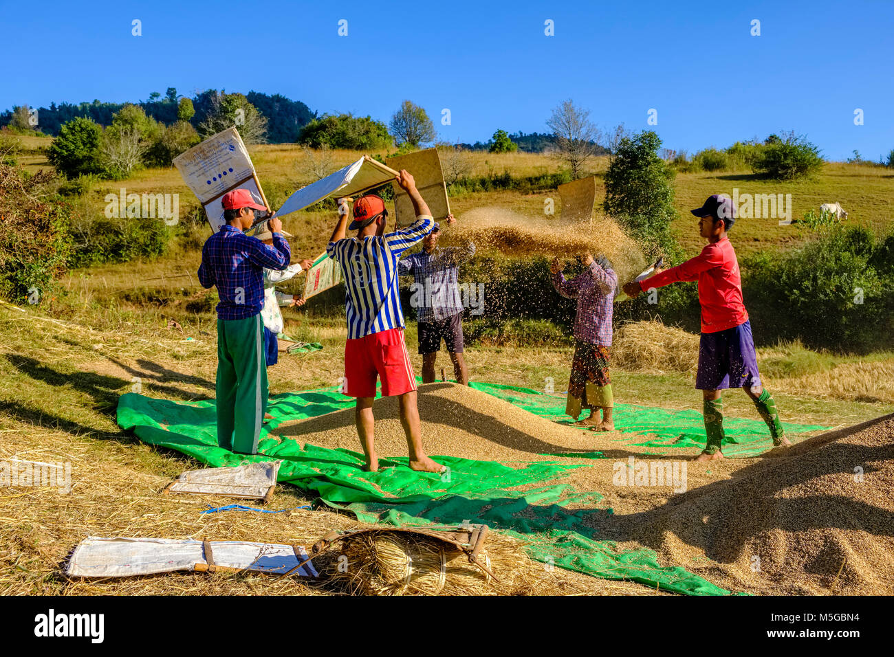 Récolte de riz est nettoyé de spathes par les hommes sur les champs dans les collines de la région tribale de la manière traditionnelle Banque D'Images