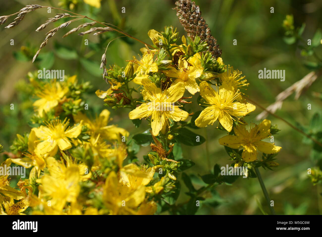 Fleurs d'un millepertuis (Hypericum perforatum). Fleurs et l'herbe éclairées par la lumière du soleil chaud de l'été sur un pré, milieux naturels résumé Banque D'Images