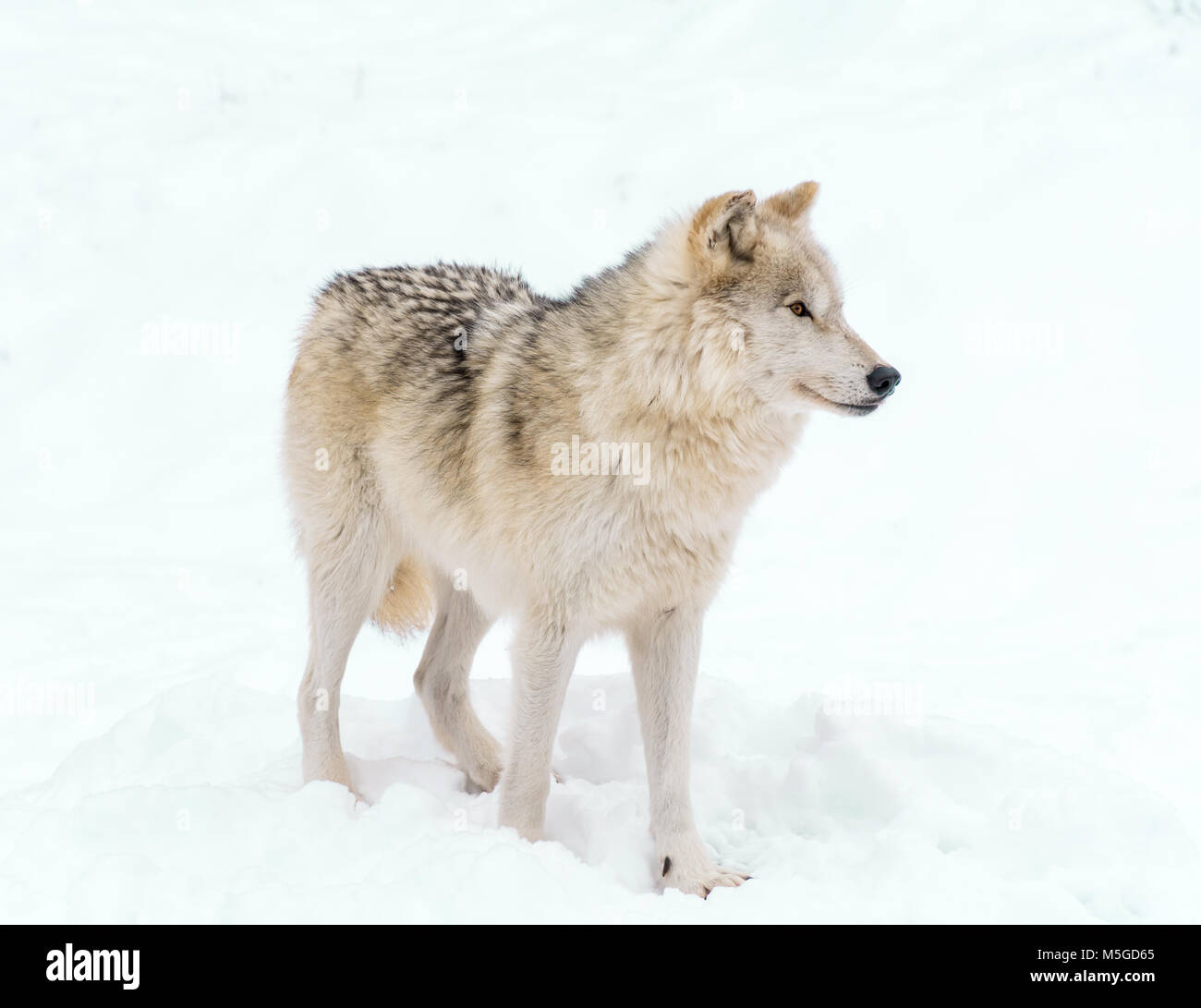 Wolfe de l'Arctique sur la montre Banque D'Images