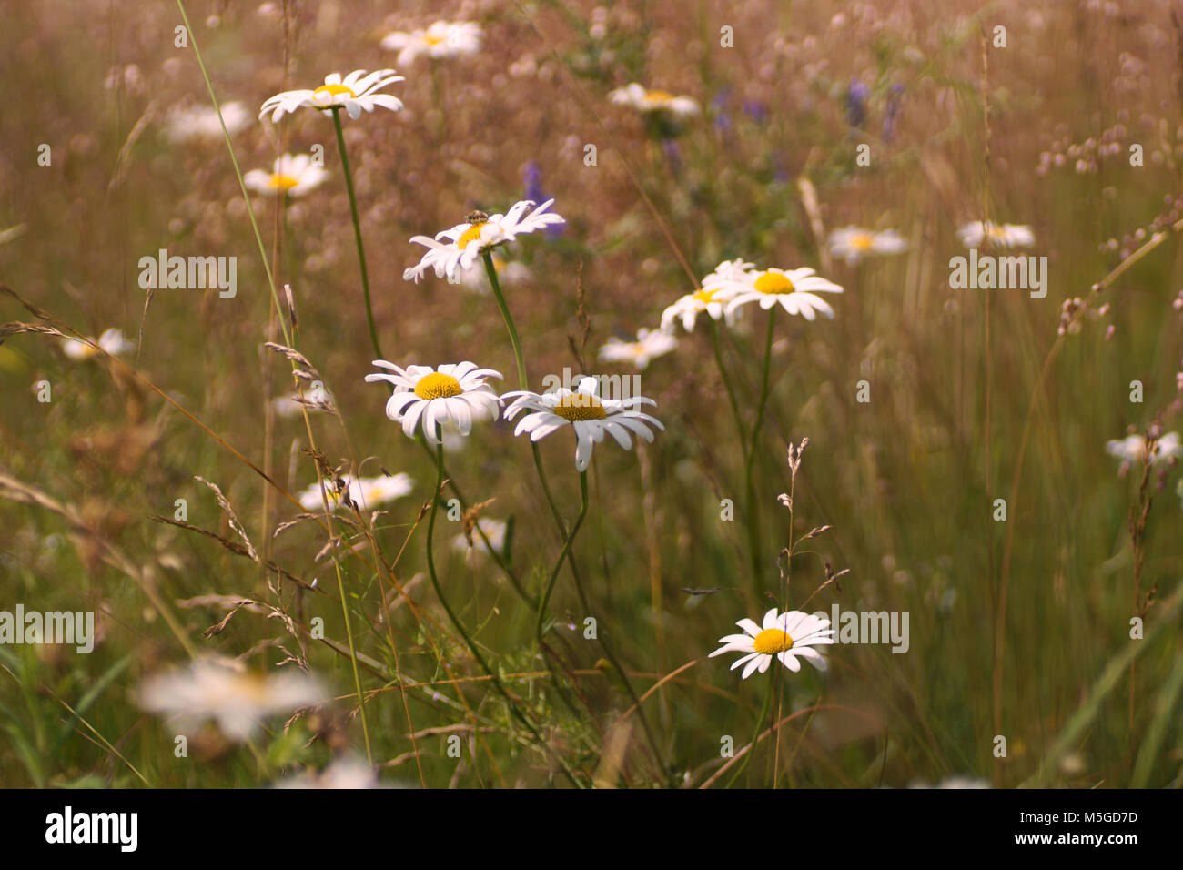 Fleurs et l'herbe éclairées par la lumière du soleil chaud de l'été sur un pré, abstract backgrounds naturel pour votre conception. Camomille Meadow Banque D'Images