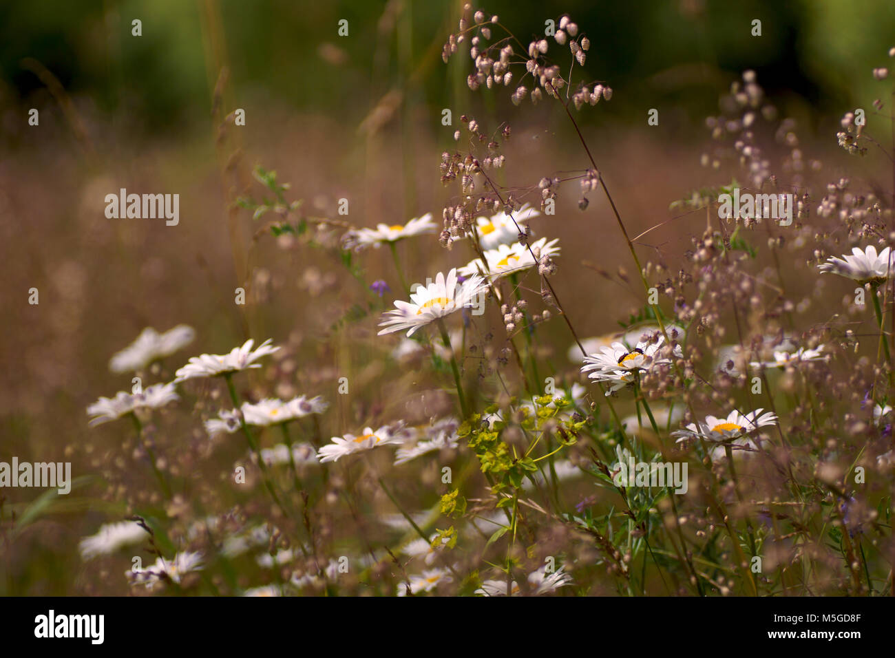 Fleurs et l'herbe éclairées par la lumière du soleil chaud de l'été sur un pré, abstract backgrounds naturel pour votre conception. Camomille Meadow Banque D'Images