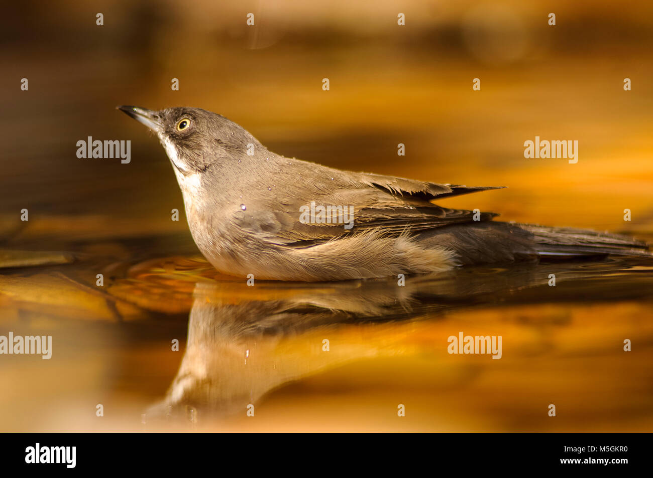Orphean Warbler (Sylvia hortensis) petits oiseaux, baignade, été chaud, thristy Banque D'Images