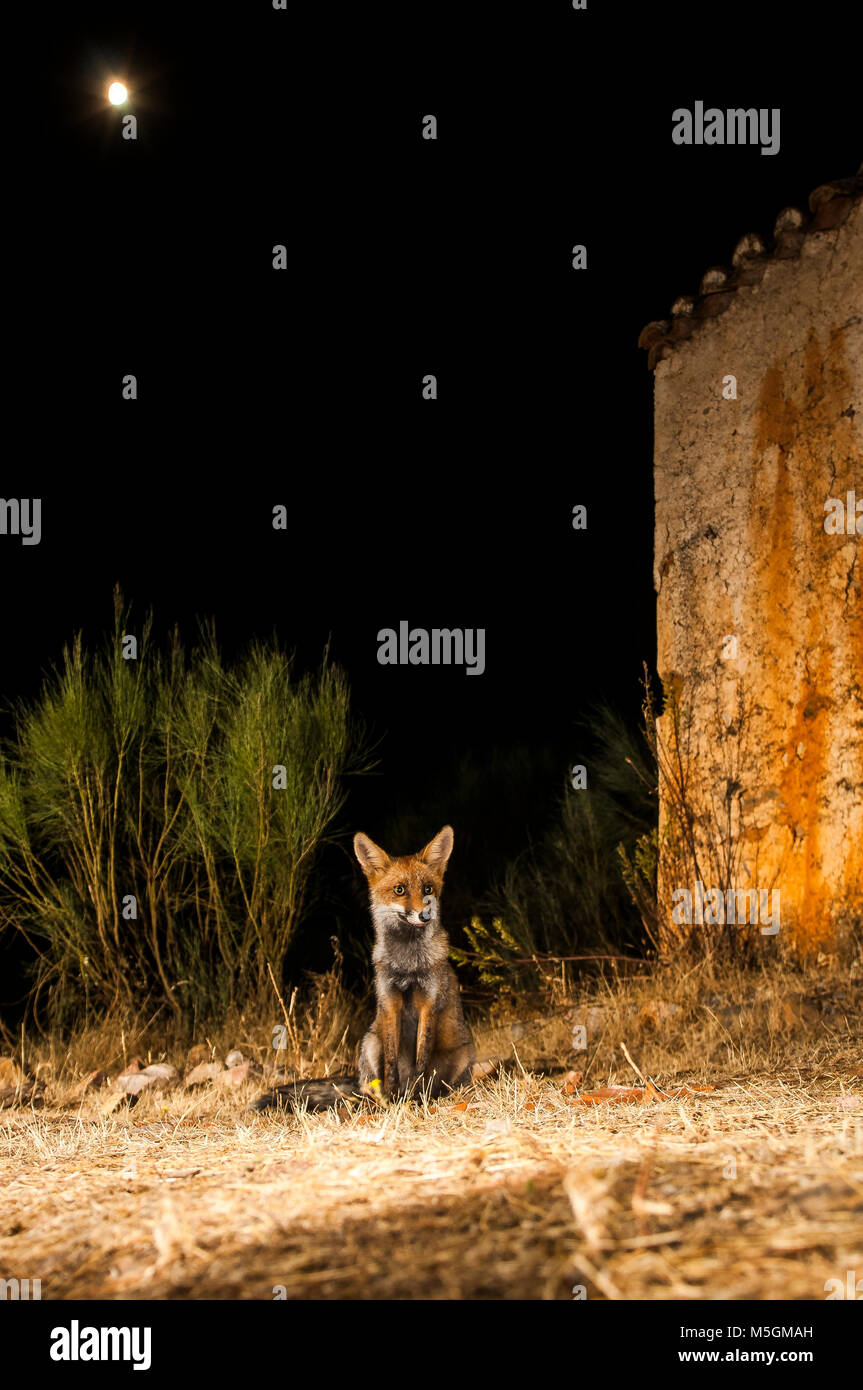 Le renard roux (Vulpes vulpes), photo de nuit, à proximité d'un bâtiment abandonné, aucune crainte des humains Banque D'Images