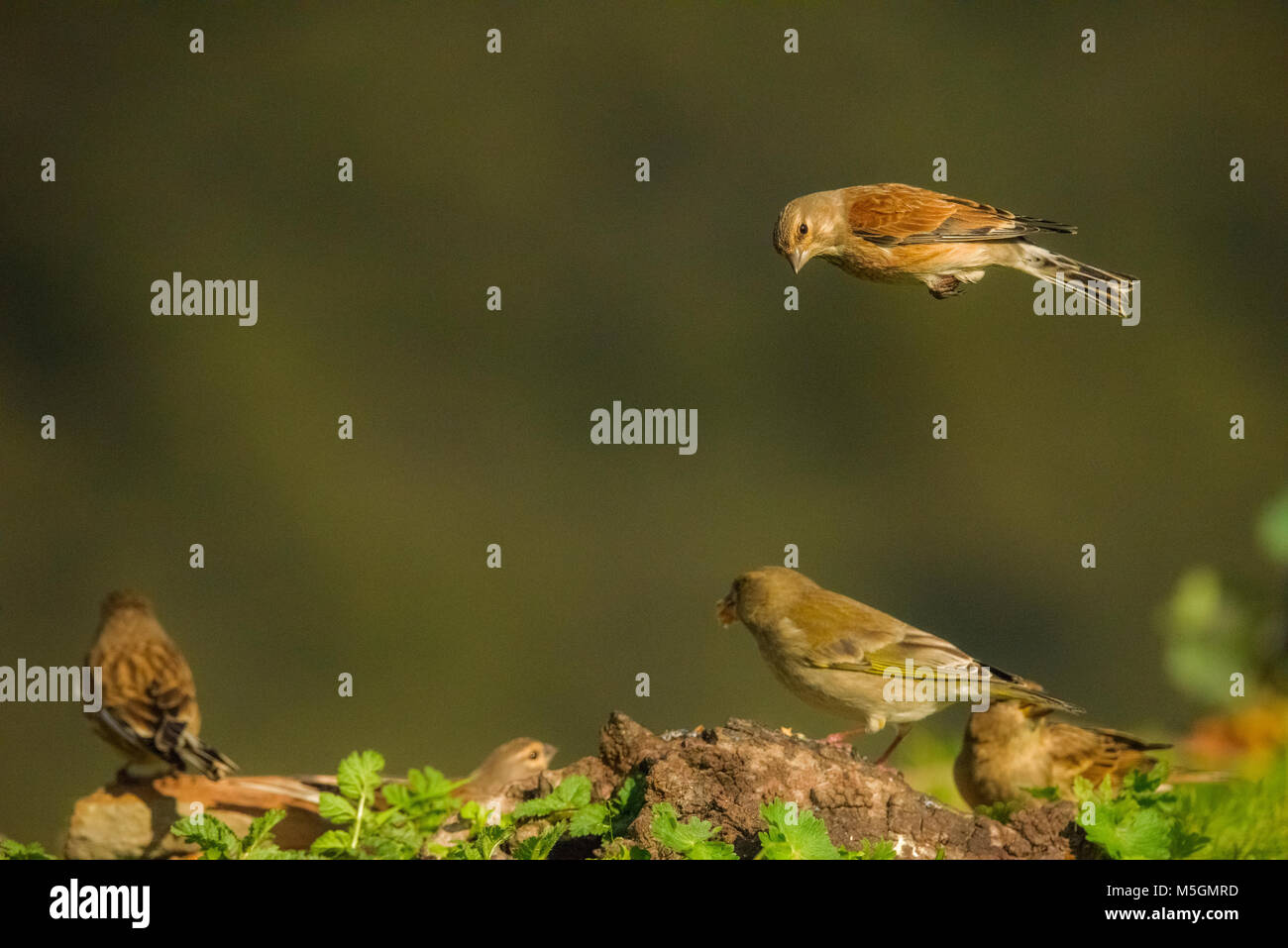 Fringilidae (Carduelis cannabina Linnet,) et Verdier (Carduelis chloris) fightining pour l'alimentation, petits oiseaux Banque D'Images