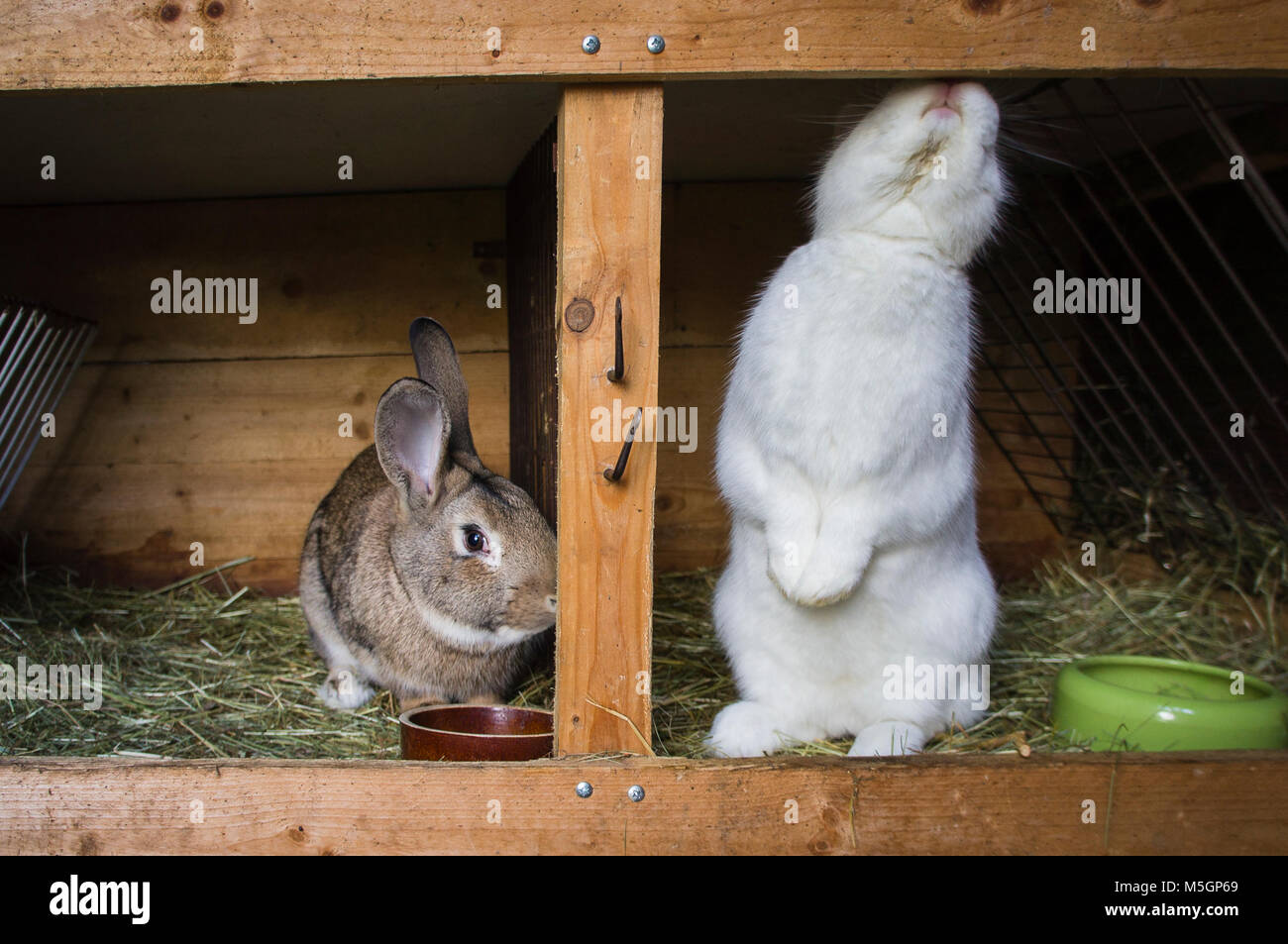 Lapin domestique,litière de paille à hutch Banque D'Images