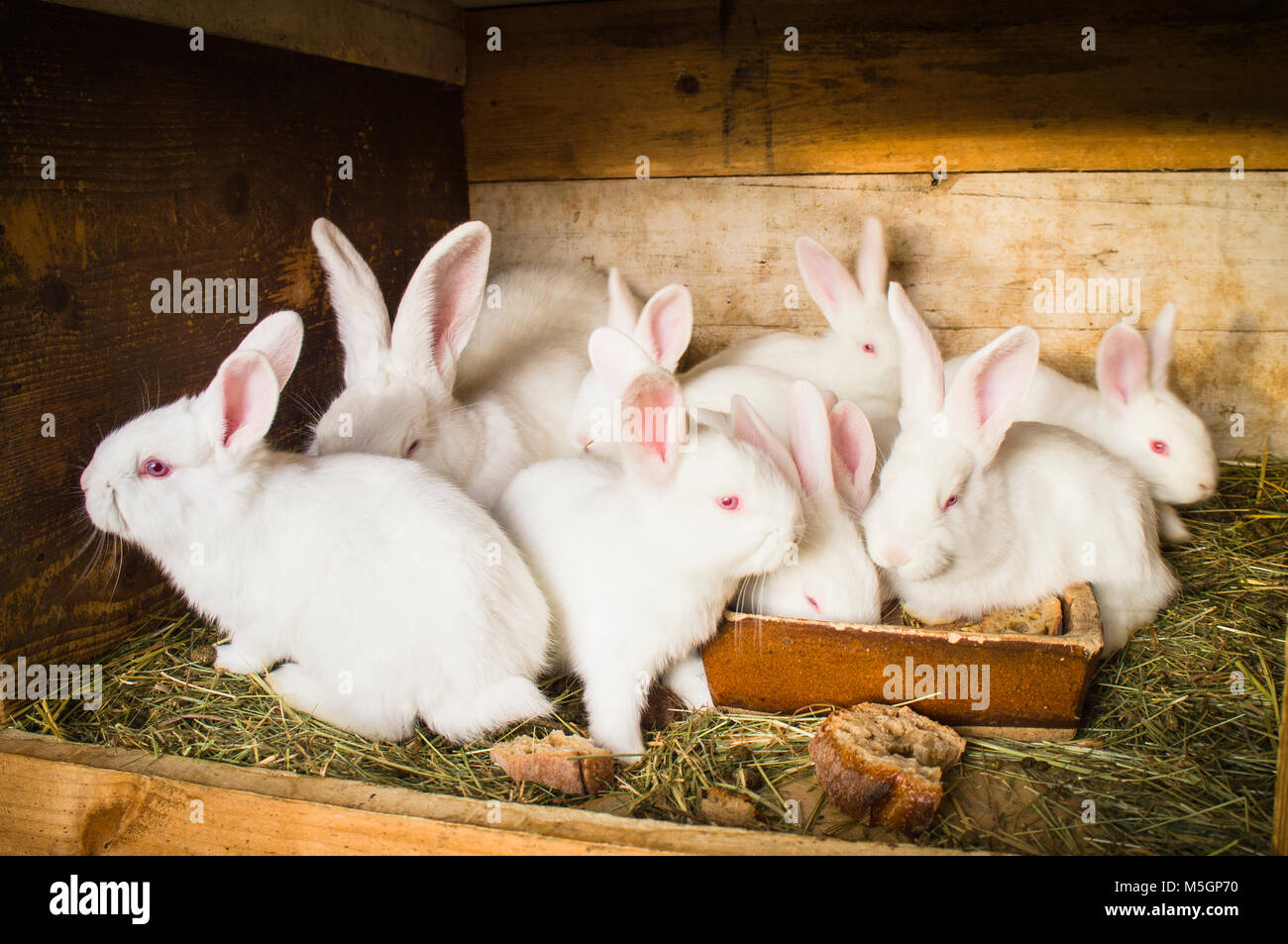 Lapin domestique,litière de paille à hutch,bunny,kit,chaton,nichée,doe,jill Banque D'Images
