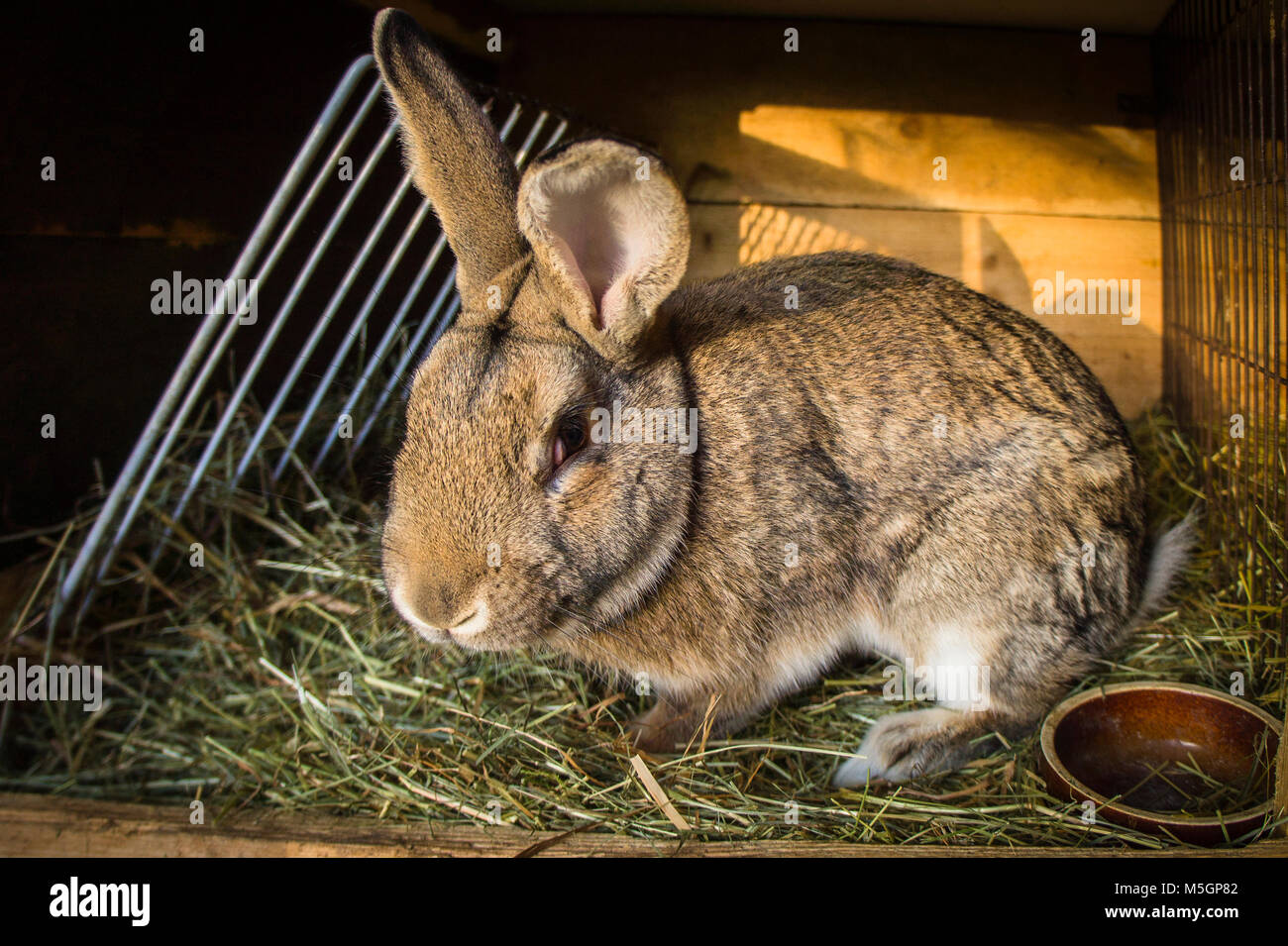Lapin domestique,litière de paille à hutch Banque D'Images