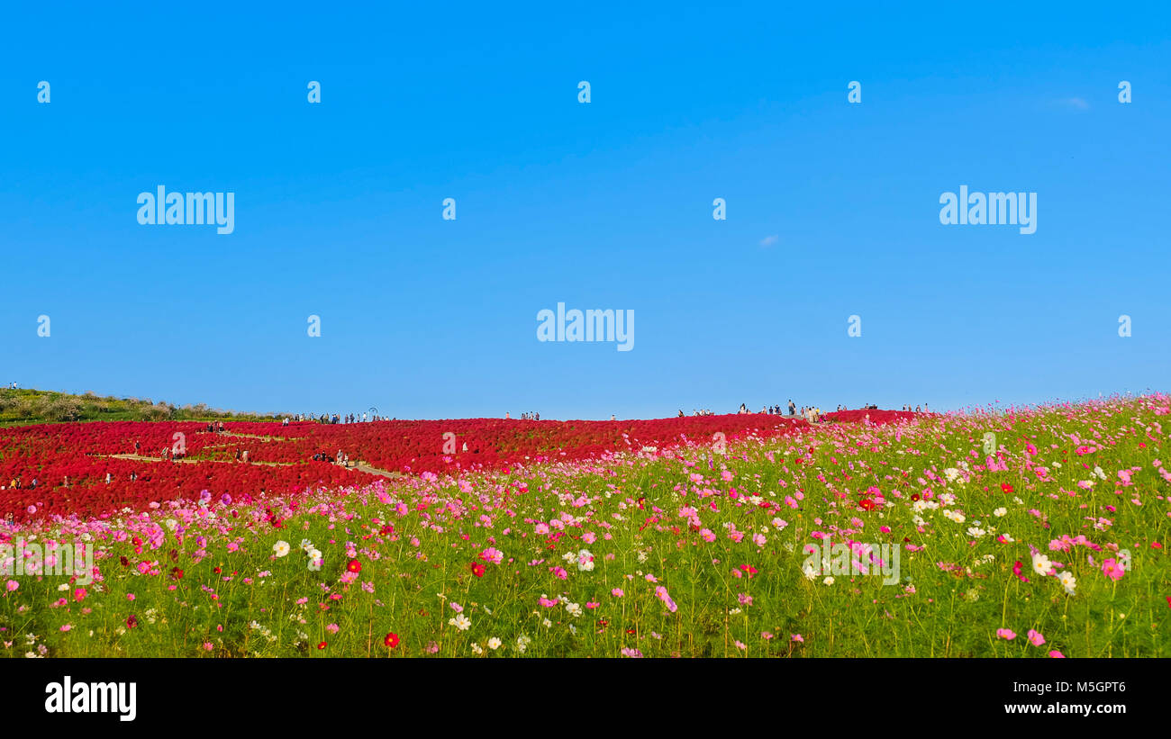 Arrière-plan de beau Cosmos et Kochia chez Hitachi Seaside Park avec ciel bleu clair très bonne journée Banque D'Images