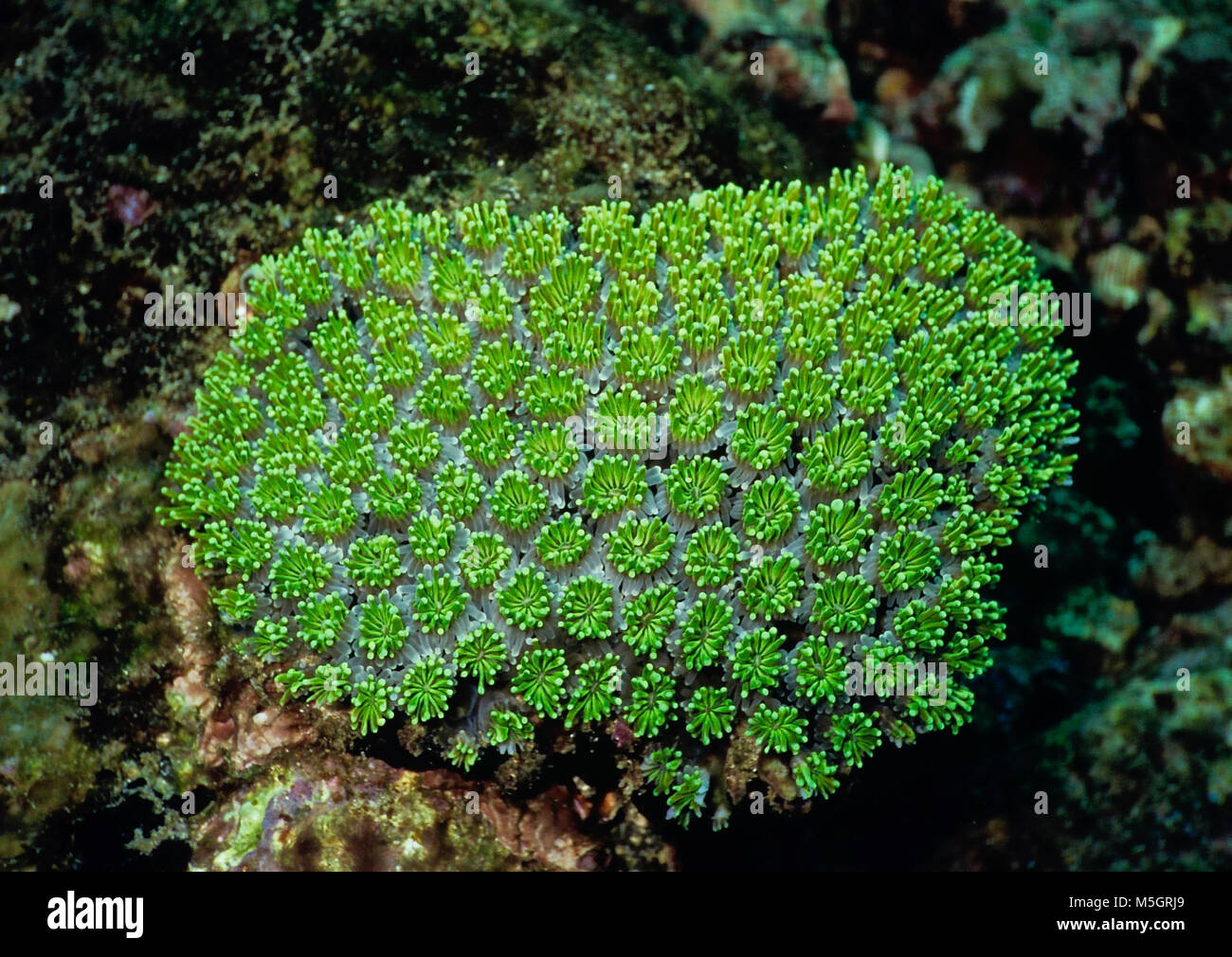 Colonies de ce disque vert stony coral (Monastrea annuligera : chaque polype 2 cms.) peuvent former des blocs. Il permet d'être vu assez fréquemment dans des récifs tropicaux dans de nombreuses régions du monde. Cependant, il a subi une forte réduction de la population au cours des vingt dernières années, principalement en raison de la dégradation des récifs en raison de la pollution et les effets du réchauffement climatique - mais aussi parce qu'il est considéré comme particulièrement beau et si il est récolté pour le commerce des aquariums. La Liste rouge de l'UICN indique que c'est une espèce quasi menacée. Photographié au large de Hurghada dans l'égyptien de la Mer Rouge. Banque D'Images