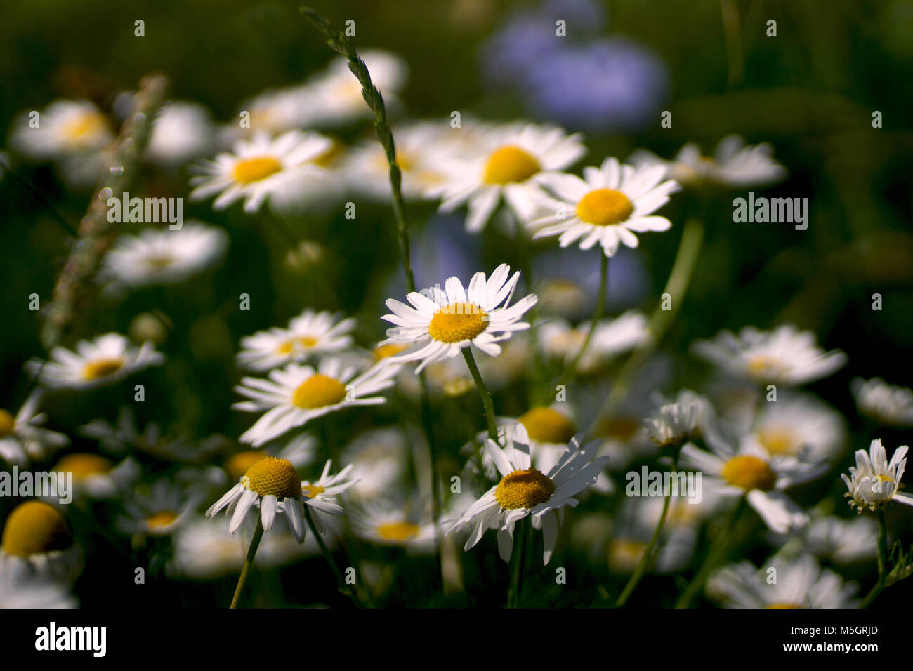 Fleurs et l'herbe éclairées par la lumière du soleil chaud de l'été sur un pré, abstract backgrounds naturel pour votre conception. Meadow camomille (Matricaria chamomilla) Banque D'Images