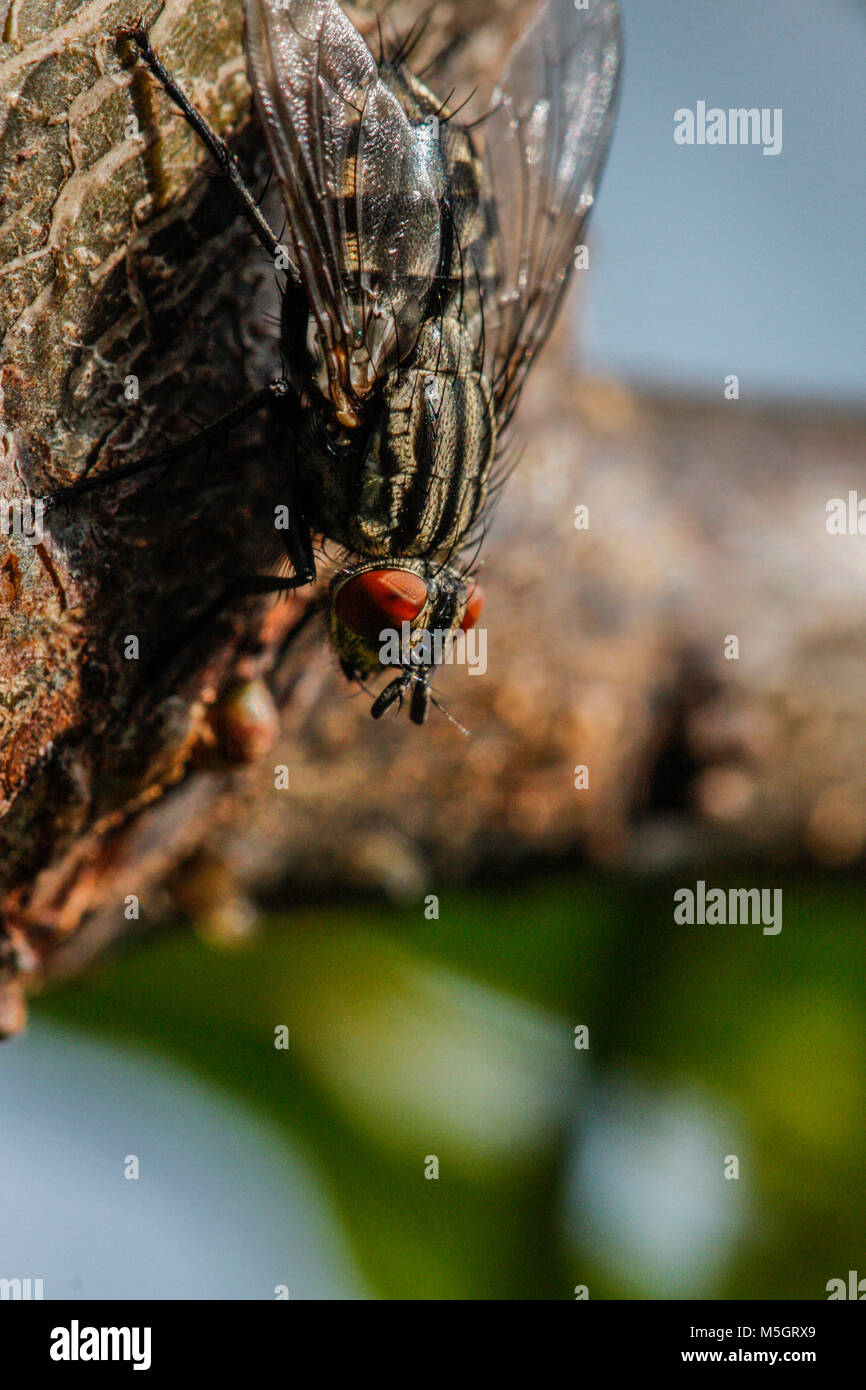 mouche Banque D'Images