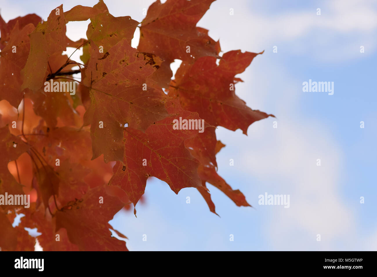 Feuilles rouges à l'automne, Ithaca, NY, 2017 Banque D'Images