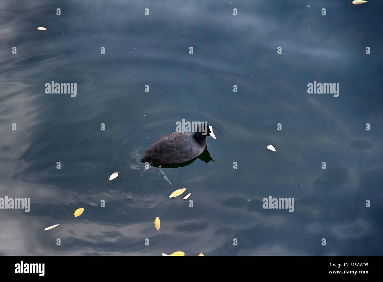 Foulque macroule (Fulica atra) plongées et se nourrit dans l'eau claire. Haut afficher différents stades de l'immersion sous l'eau Banque D'Images