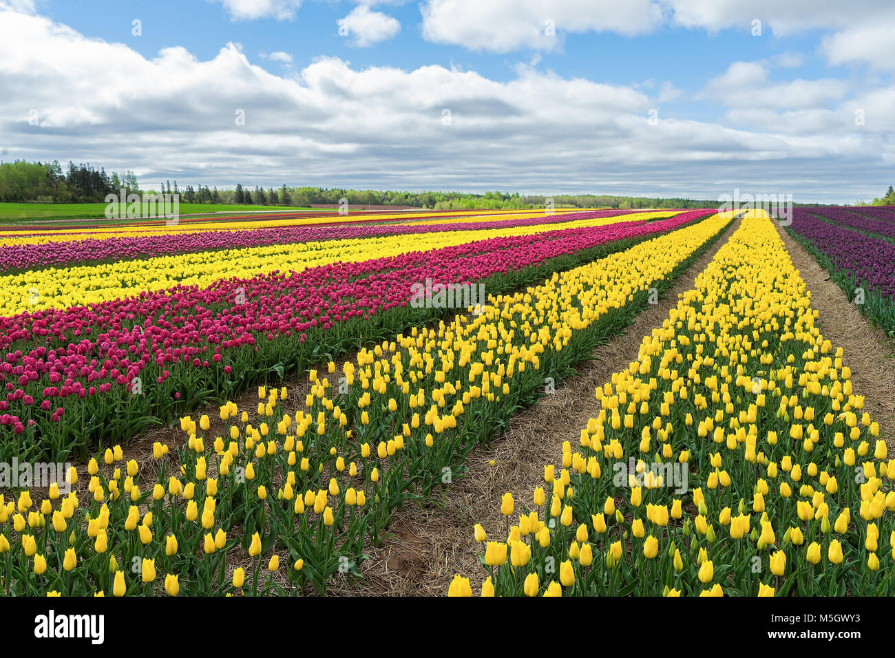 Des millions de tulipes en fleurs dans un champ agricole. Banque D'Images