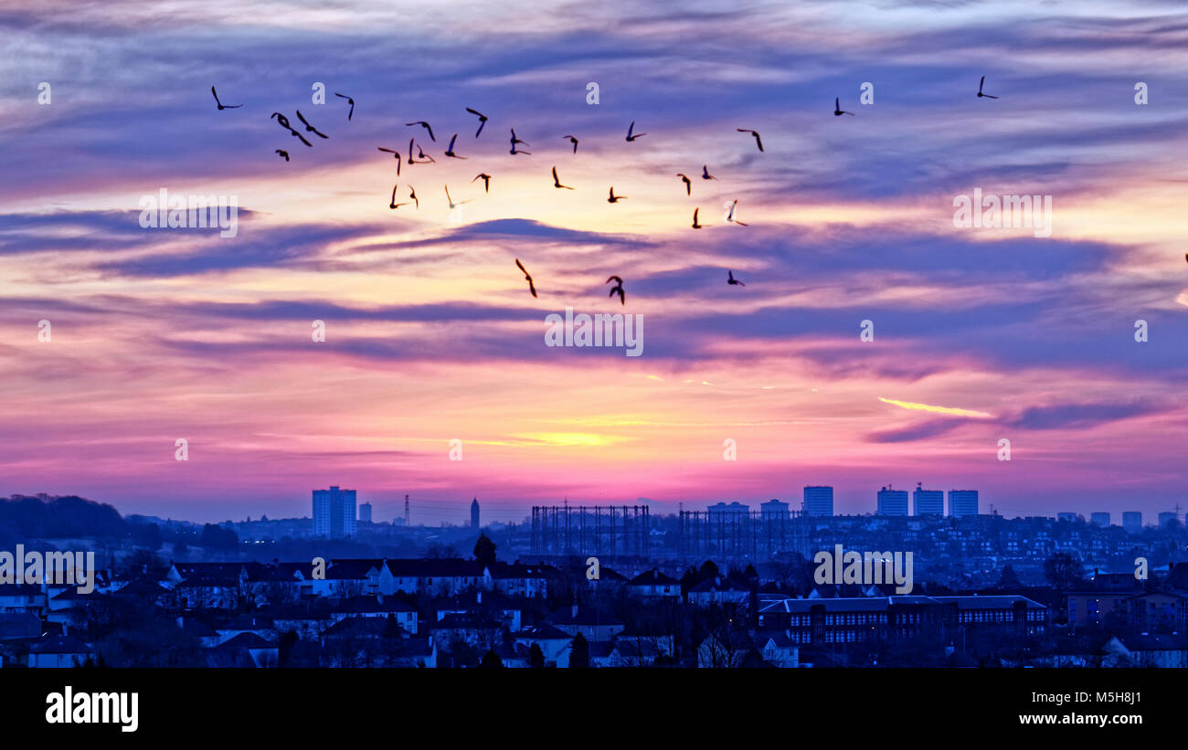 Comment Faire Pour Prendre Des Oiseaux En Vol Photographie