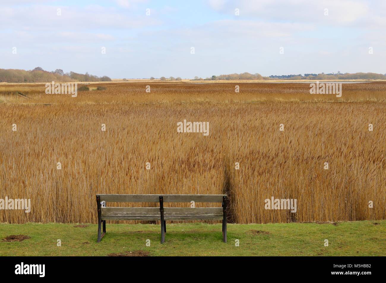 Un banc en bois siège en face d'un champ de graminées d'or au Snape Maltings, Suffolk. Février 2018. Banque D'Images