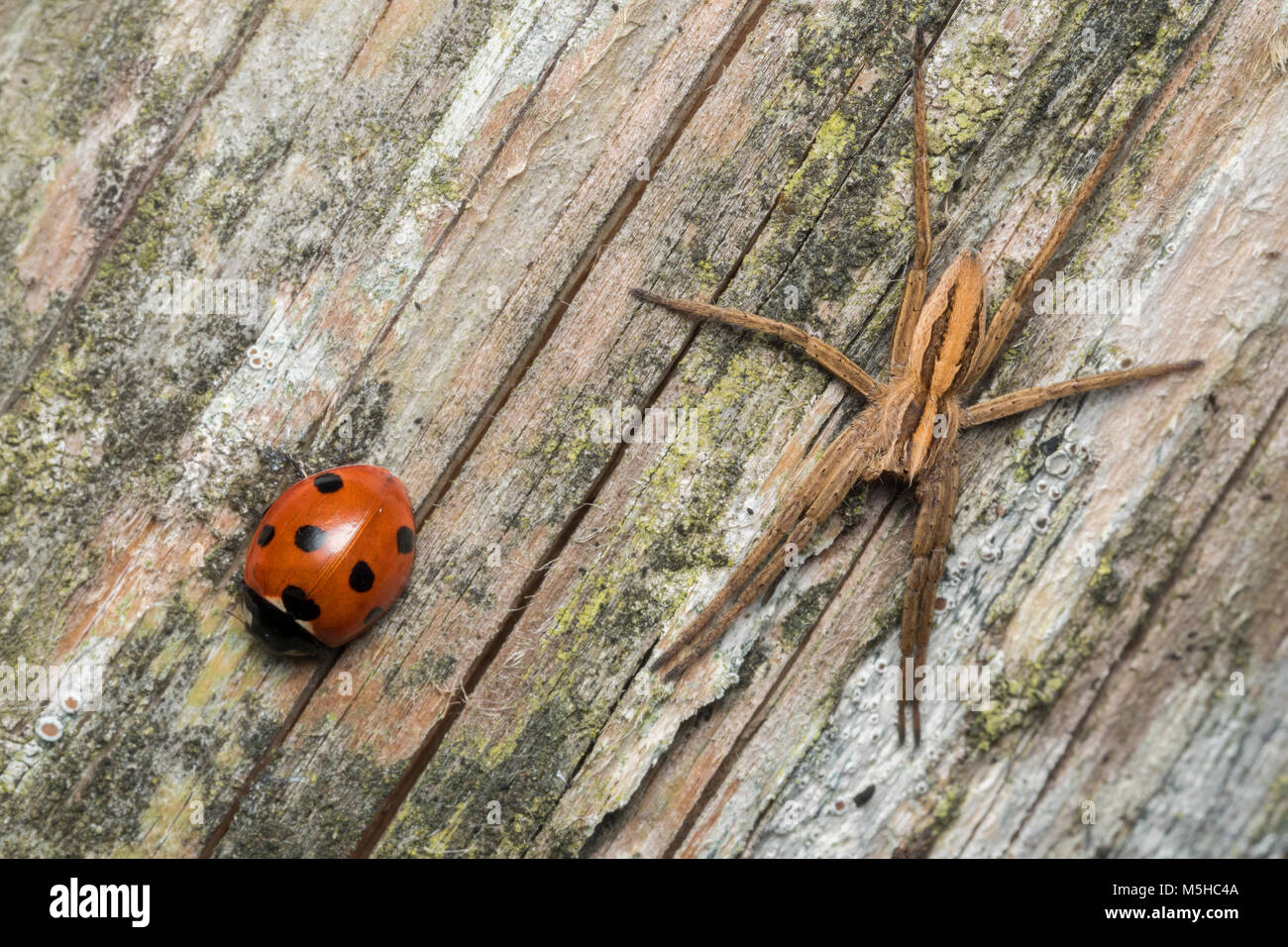 7-spot Coccinelle (Coccinella septempunctata) et maternelles (Pisaura mirabilis spider Web) reposant sur fencepost. Tipperary, Irlande Banque D'Images