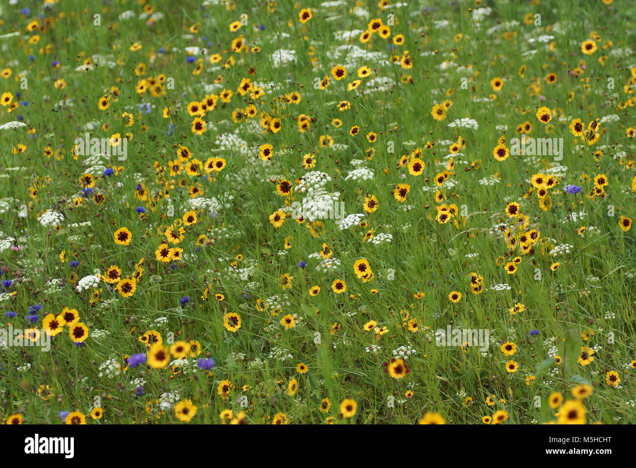 Jardin de fleurs sauvages à Singleton, Swansea Banque D'Images