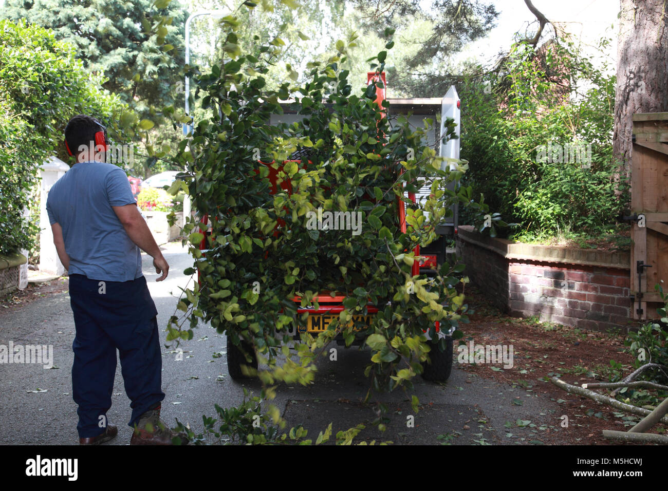 Branches d'un hêtre d'être déchiquetés par un broyeur DHB 230 Timberwolf Banque D'Images